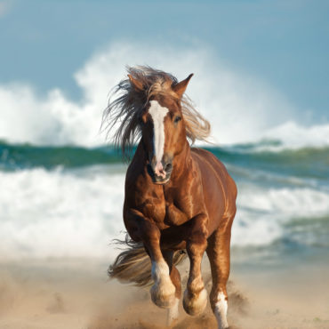 Wild,Chestnut,Draft,Horse,Running,Gallop,By,The,Sea