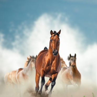 Wild,Horses,Herd,Running,By,The,Seashore,With,Splashing,Waves